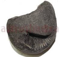 Shaligram 10733 100gm